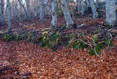 moncayo-hayedo